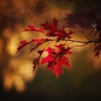 Autumn Clarity
